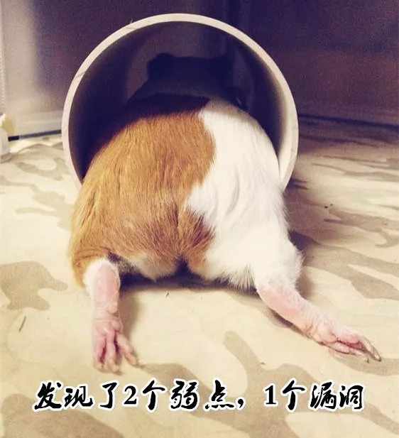 荷兰猪用8cm的脚垫可以吗,荷兰猪脚垫哪个牌子好