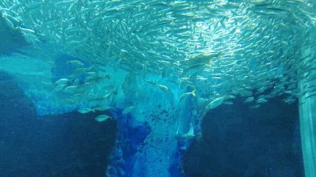 丽星邮轮日本游攻略视频,旅游攻略日本邮轮星梦号