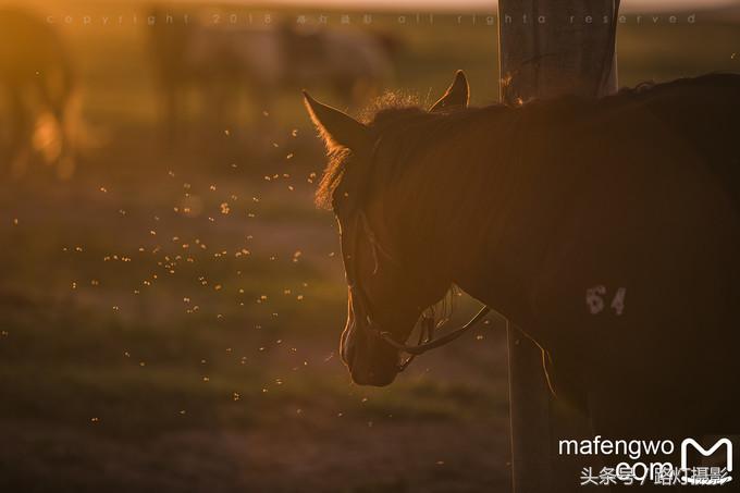 内蒙古赤峰达里湖旅游攻略,赤峰达里湖景区