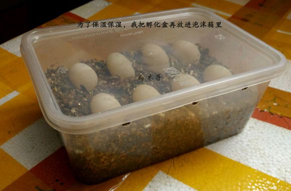 草龟繁殖经验分享孵蛋40天破壳,草龟孵化及幼龟养殖