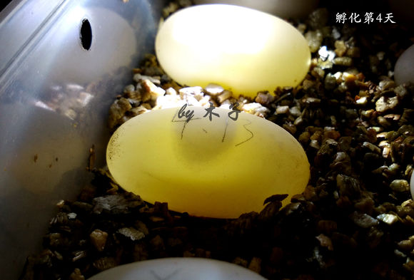 草龟繁殖经验分享孵蛋40天破壳,草龟孵化及幼龟养殖