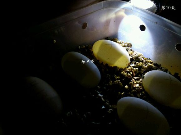 草龟繁殖经验分享孵蛋40天破壳,草龟孵化及幼龟养殖