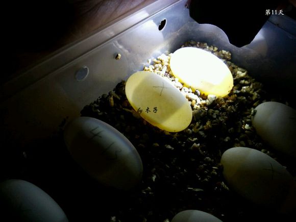 草龟繁殖经验分享孵蛋40天破壳,草龟孵化及幼龟养殖