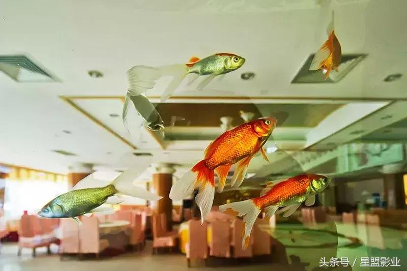 索达吉堪布:为什么要吃素、环保、爱动物?