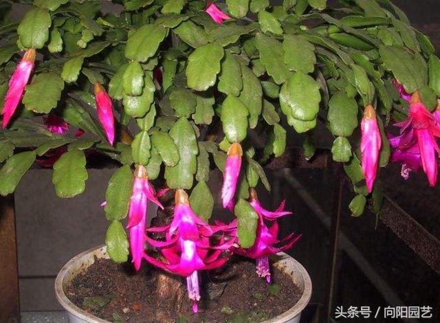 蟹爪兰叶子发黄一招解决,蟹爪兰整棵发黄是缺硫酸亚铁吗