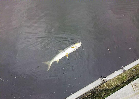 此鱼游泳迅速，行动敏捷，被广大钓友称为“水老虎”