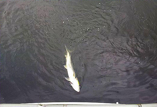 此鱼游泳迅速，行动敏捷，被广大钓友称为“水老虎”