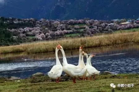 养殖鹅创业经验分享达人,养鸡户的养殖经验