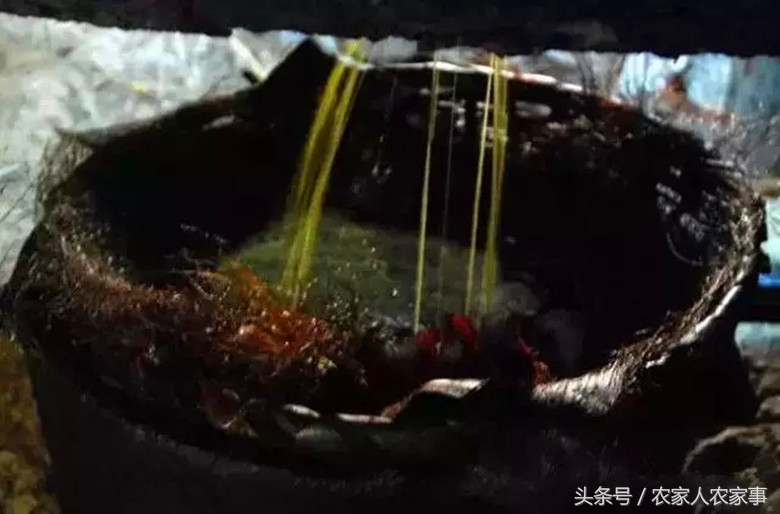 探访赣南传统手工榨‘’木梓油‘’（茶油）的工艺流程