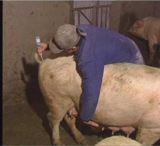 「网友投稿」一个养猪技术大咖的母猪配种技术成长之路！