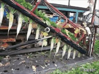 日本农民怎么种地,老农种地真容易