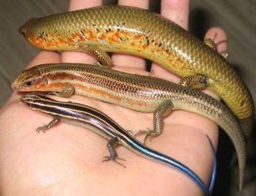 四脚蛇生长周期,野生四脚蛇能长多大