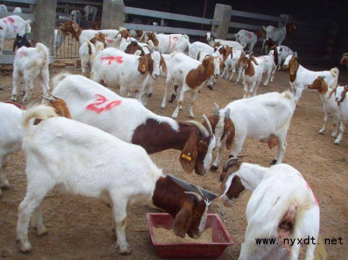 种羔羊养殖方法和视频,养殖羊如何拌草料