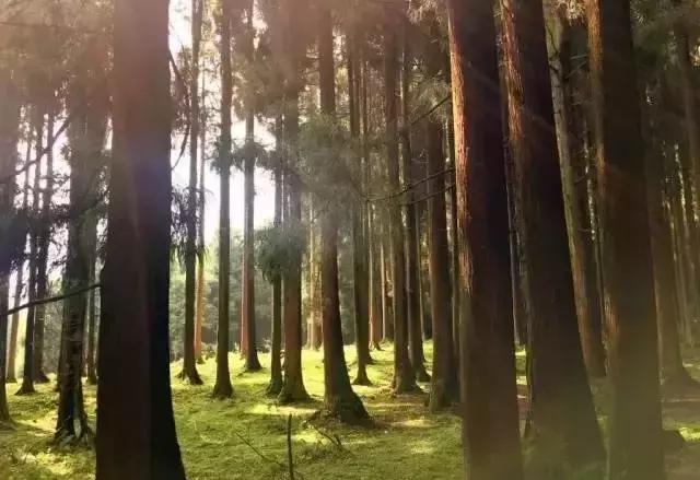 重庆本地人推荐去的地方夏天,重庆人少好玩的地方凉快推荐