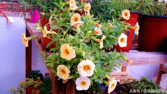 百万小铃的养殖方法,百万小铃怎么栽培