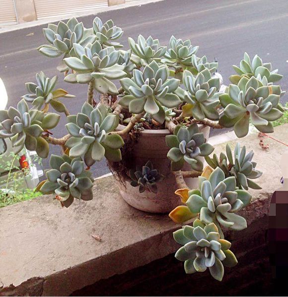 花了330元买了个10年老桩，带回家种了3箩筐，太爽了！