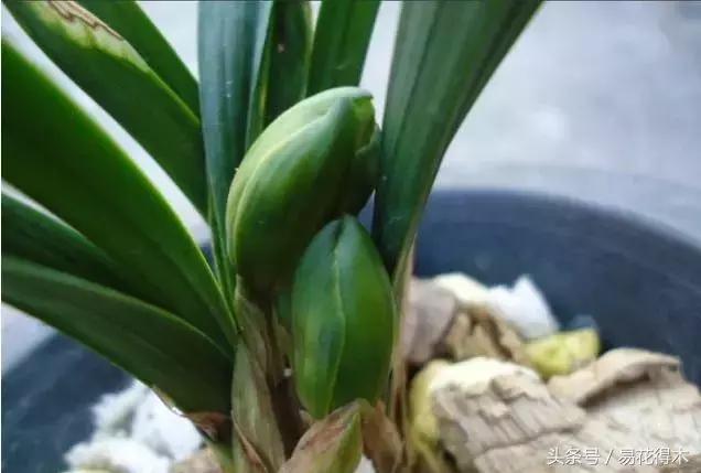 如何促使大花蕙兰兰花花芽分化,青山玉泉兰花花芽分化时间