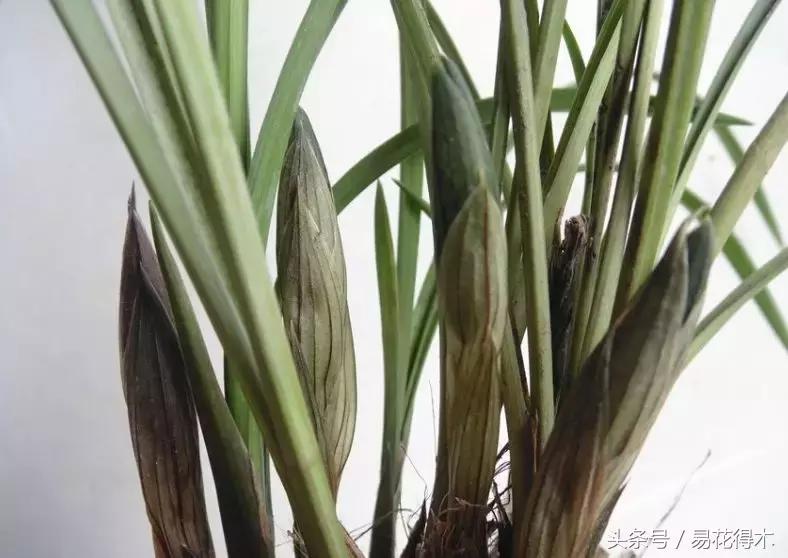 如何促使大花蕙兰兰花花芽分化,青山玉泉兰花花芽分化时间