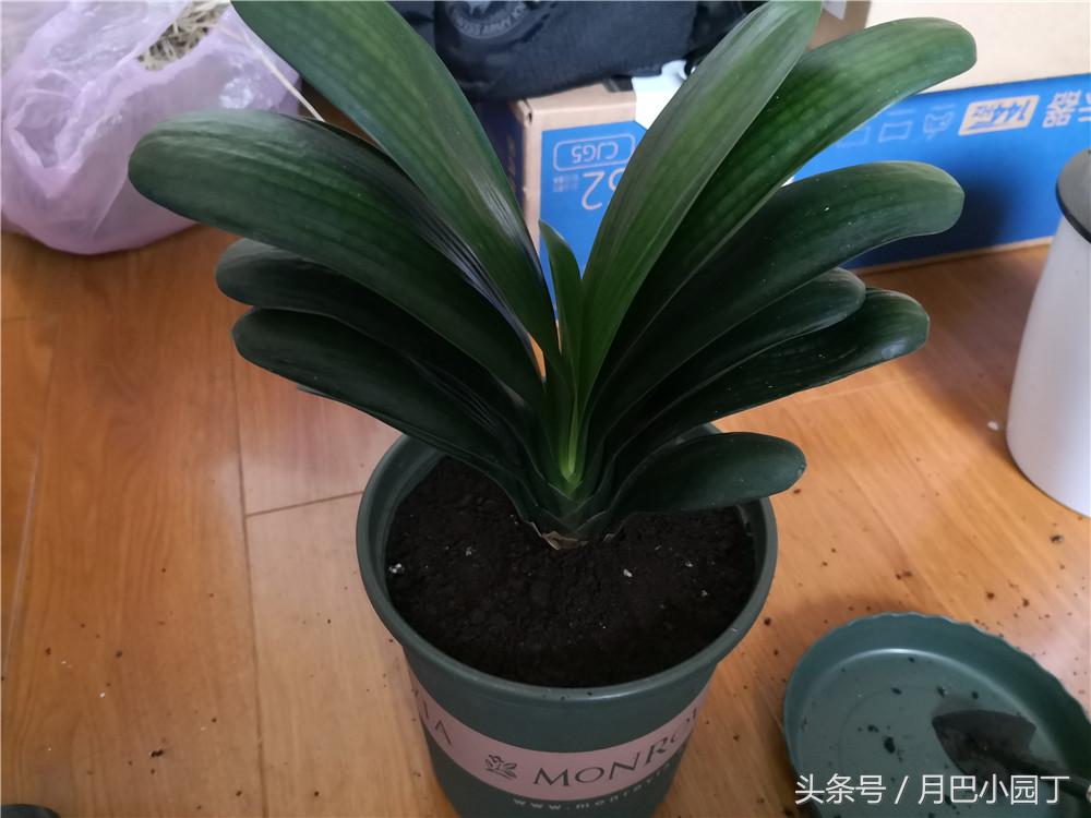 君子兰换盆用什么办法成活快点,这个季节要怎么给君子兰换盆