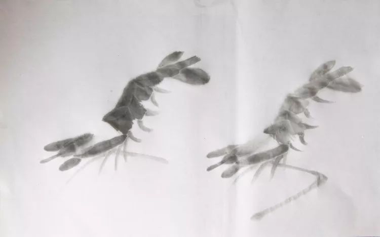 简单的画虾教程儿童,最简单的画虾的方法