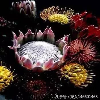 世界各国的国花视频,各国国花及花语列表