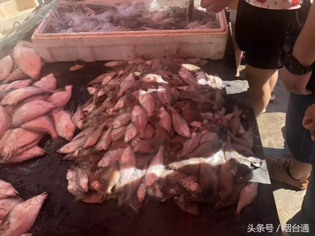 烟台开海现场直播视频,开海现场视频直播