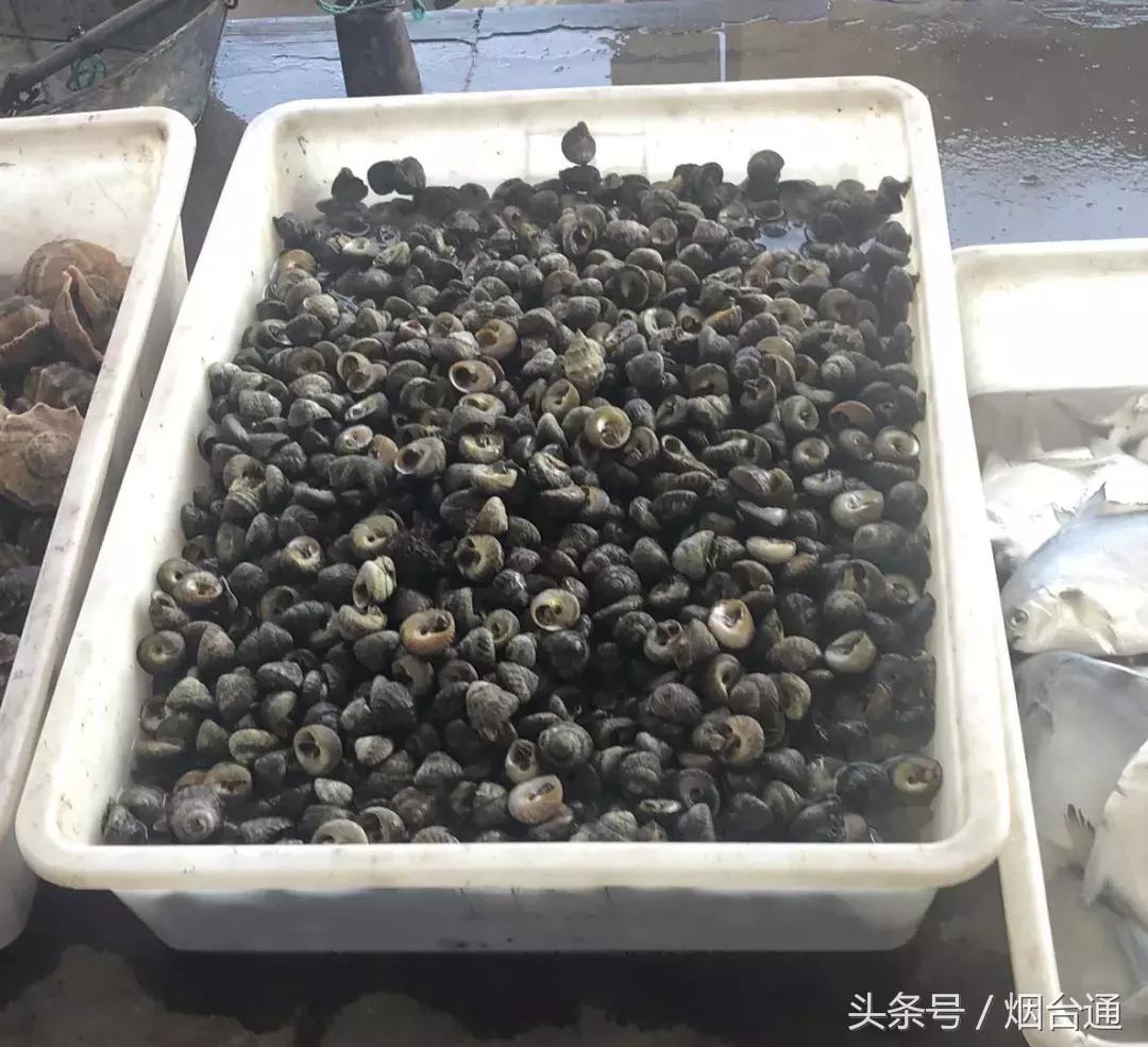 烟台开海现场直播视频,开海现场视频直播