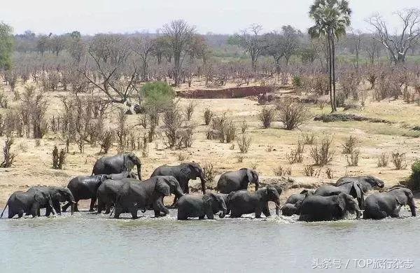 开着车到野外然后看见大象在迁徙,开着皮卡车去寻宝