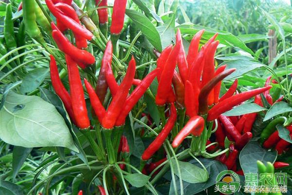 9月份辣椒的价格行情,徐闻辣椒价格最新行情