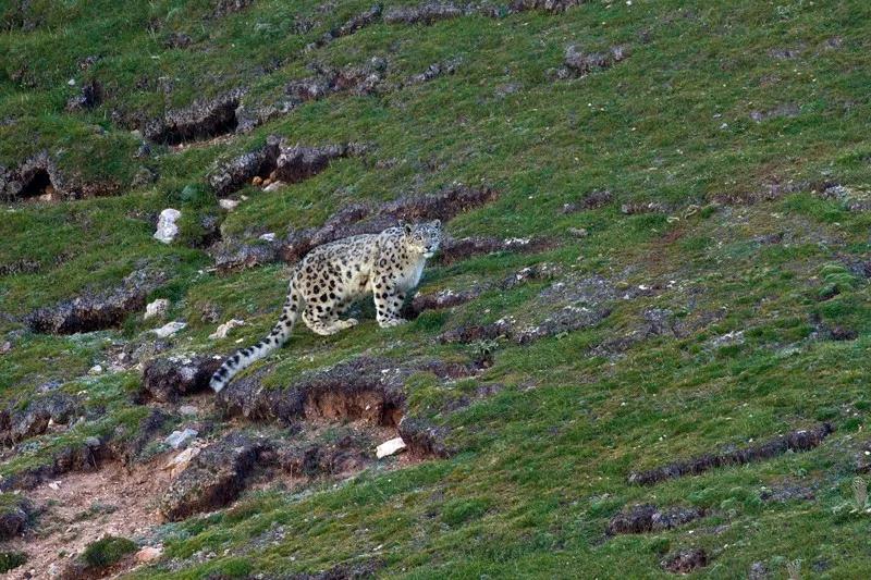 好好一只大猫,咋就变成了世界“最高冷”佛系游侠?