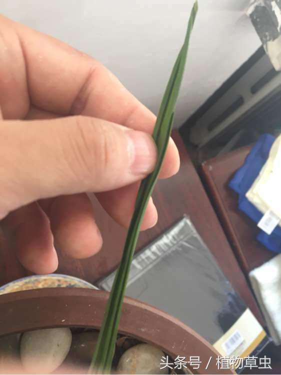 兰花上盆后必须有退草的现象吗,刚种下不久的兰花出现黄叶怎么办