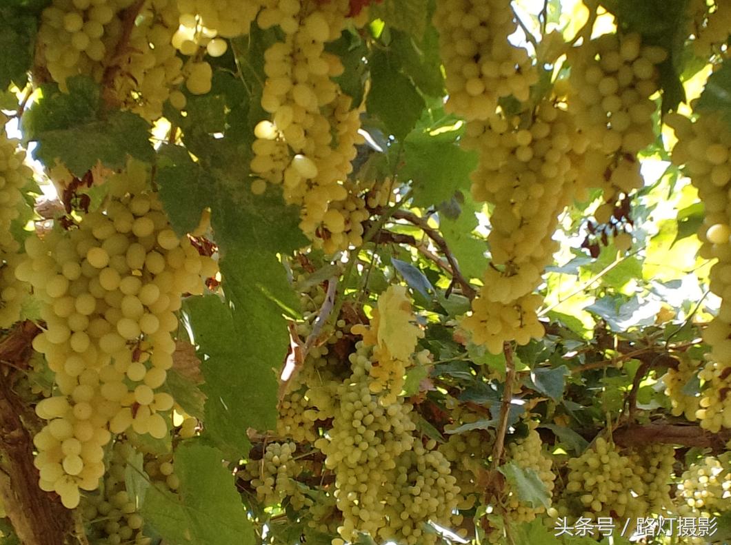 国内5块钱一斤都嫌贵，日本一颗葡萄就要卖79元？中国游客醒醒！