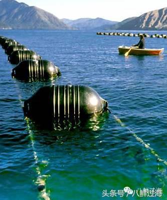 新西兰海边青口贝,新西兰赶海吃青口贝