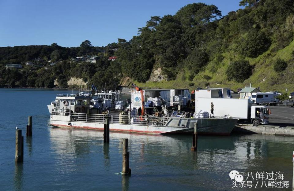 新西兰海边青口贝,新西兰赶海吃青口贝