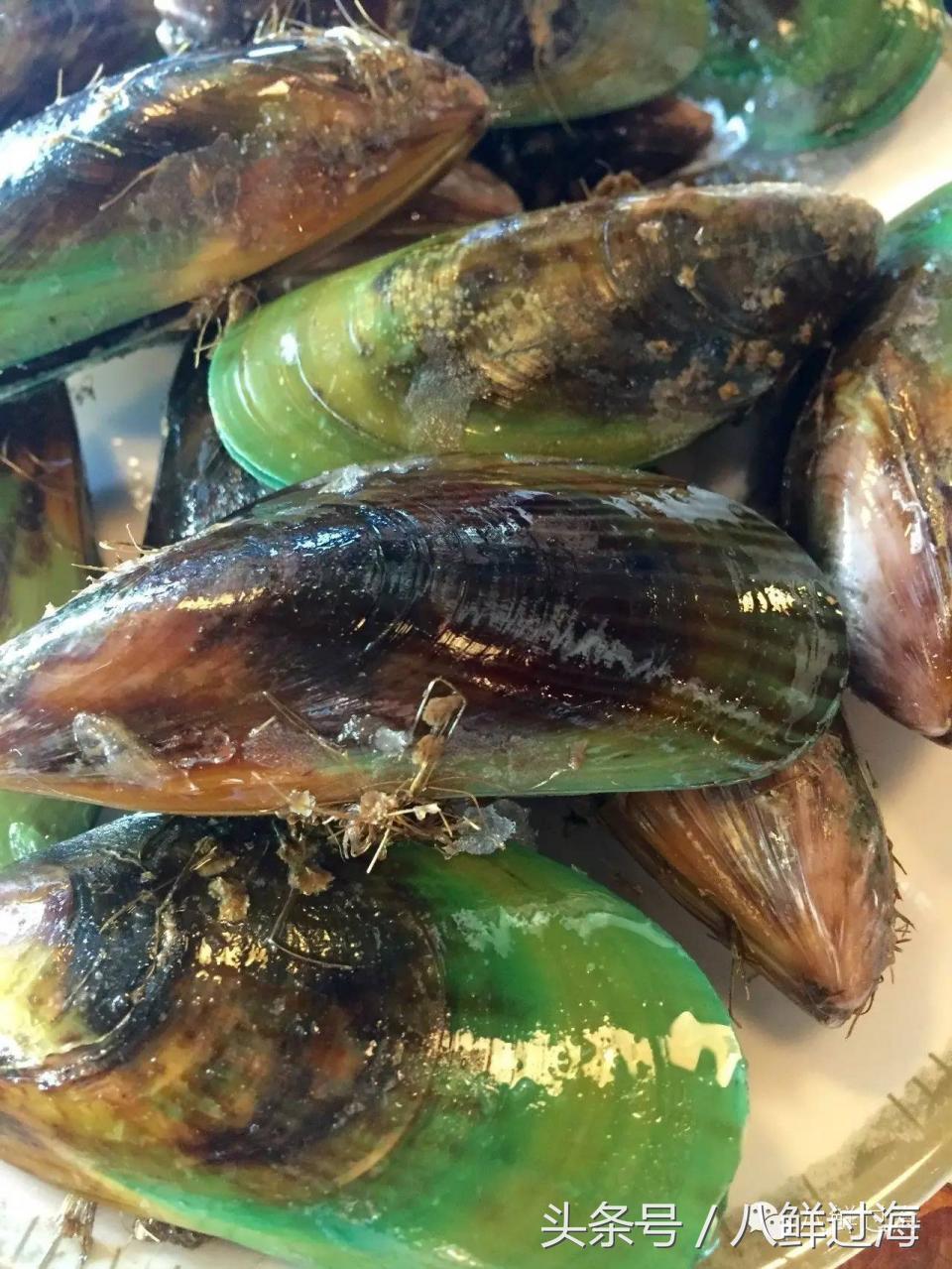 新西兰海边青口贝,新西兰赶海吃青口贝