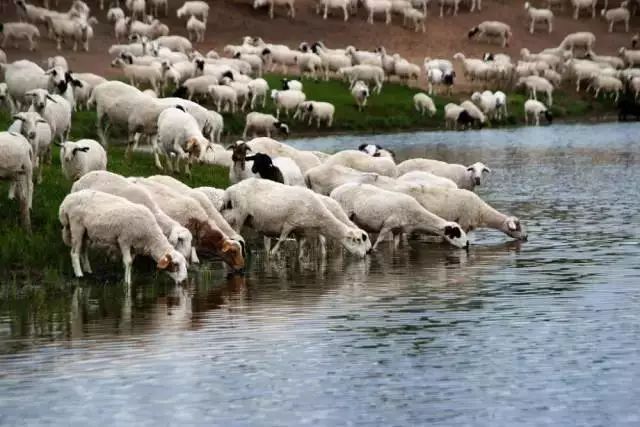 内蒙古地理标志羊肉,呼和浩特市锡林郭勒羊肉地址