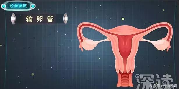 痛经，不孕竟是自己作出来的病，最萌“大姨妈”首秀，笑出猪叫声