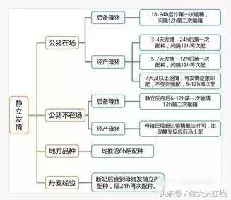 母猪发情鉴定和输精的操作规程