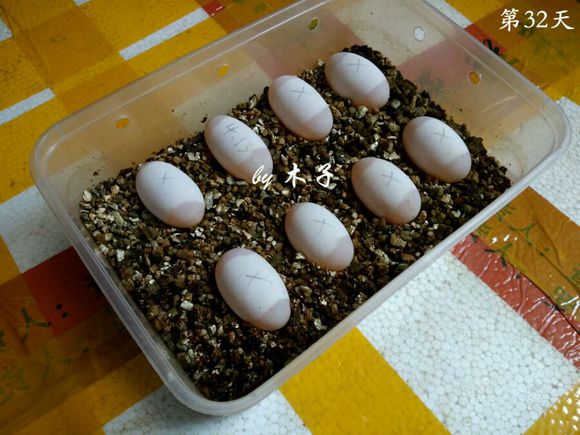 草龟繁殖经验分享孵蛋40天破壳,草龟养殖日记从幼苗开始