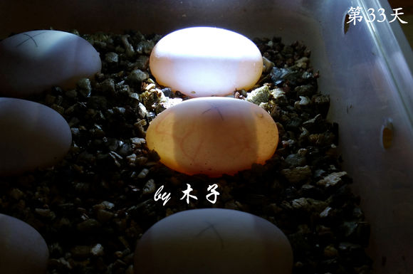 草龟繁殖经验分享孵蛋40天破壳,草龟养殖日记从幼苗开始