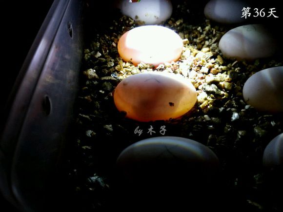 草龟繁殖经验分享孵蛋40天破壳,草龟养殖日记从幼苗开始