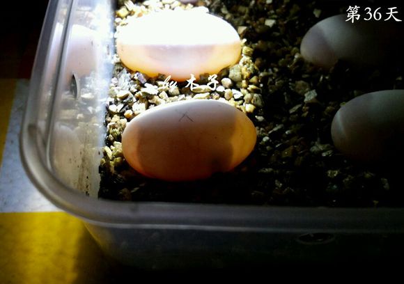 草龟繁殖经验分享孵蛋40天破壳,草龟养殖日记从幼苗开始