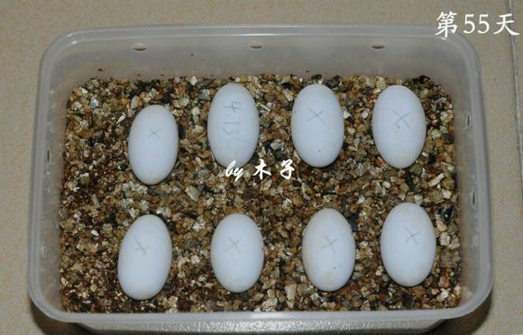 草龟繁殖经验分享孵蛋40天破壳,草龟养殖日记从幼苗开始