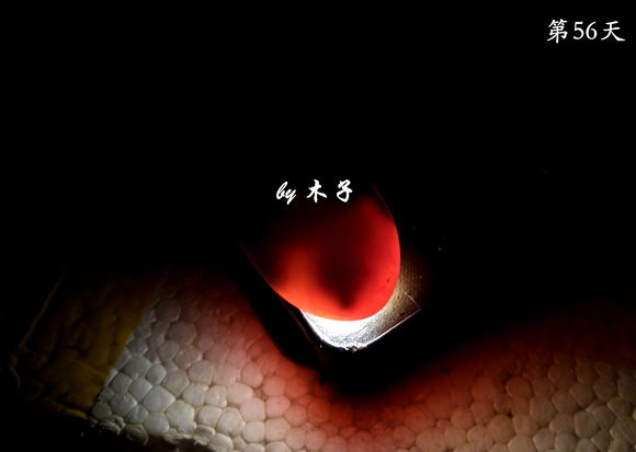 草龟繁殖经验分享孵蛋40天破壳,草龟养殖日记从幼苗开始