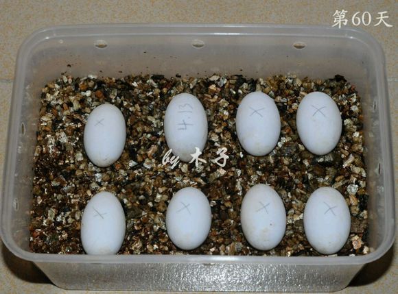 草龟繁殖经验分享孵蛋40天破壳,草龟养殖日记从幼苗开始