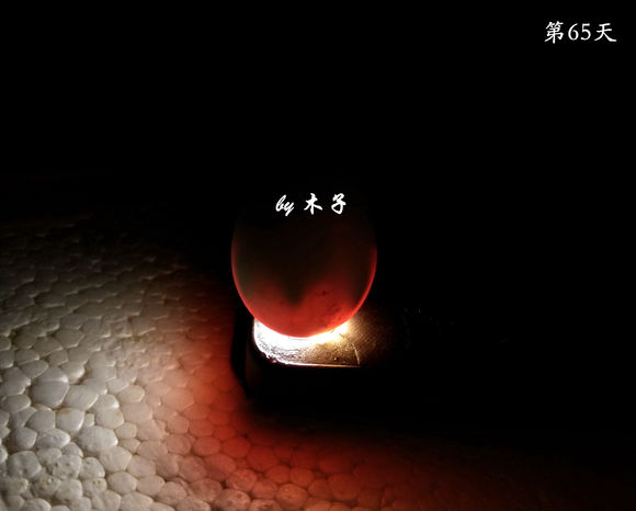 草龟繁殖经验分享孵蛋40天破壳,草龟养殖日记从幼苗开始