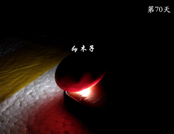 草龟繁殖经验分享孵蛋40天破壳,草龟养殖日记从幼苗开始