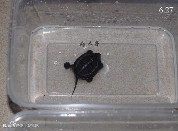 自己养的草龟怎么孵化草龟蛋,自家养的草龟如何产蛋