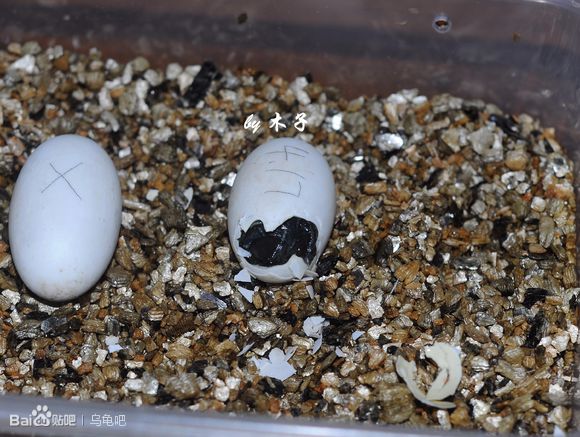 自己养的草龟怎么孵化草龟蛋,自家养的草龟如何产蛋