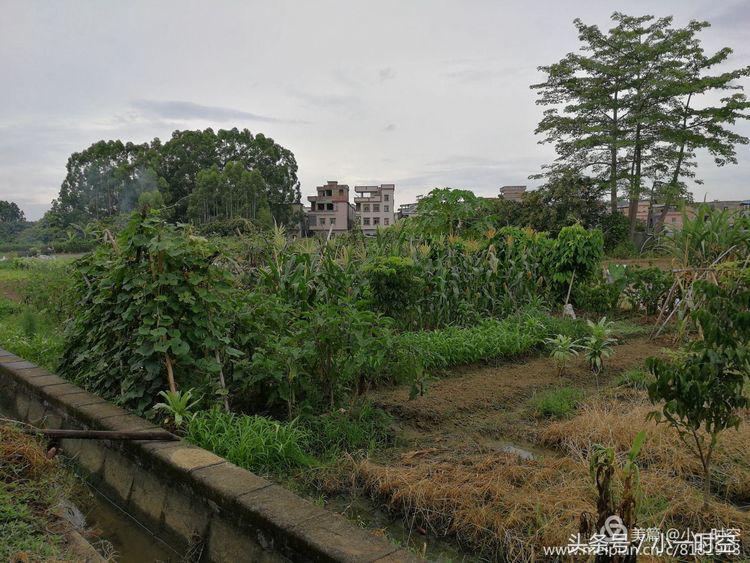 故人具鸡黍邀我至田家邀的意思,故人具鸡黍邀我至田家什么意思